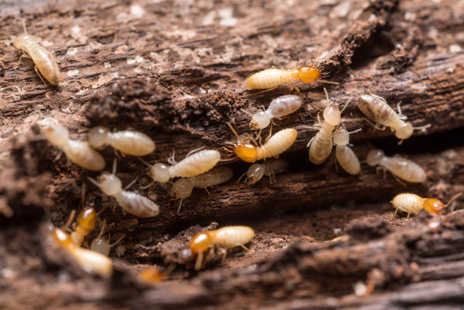Pourquoi fournir un diagnostic termites à l’acheteur d’un bien immobilier ?